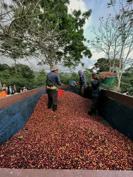 Pickers emptying baskets of coffee into a truck