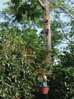Picker with a basket among the coffee plants