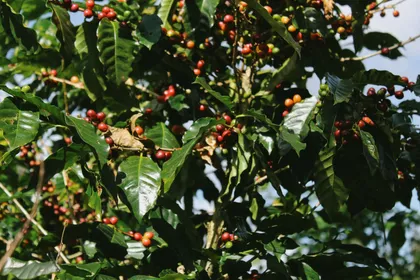 Coffee branch with ripe cherries