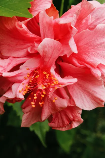 Red hibiscus flower