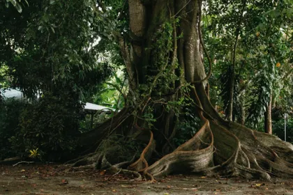 Tree roots in the forest