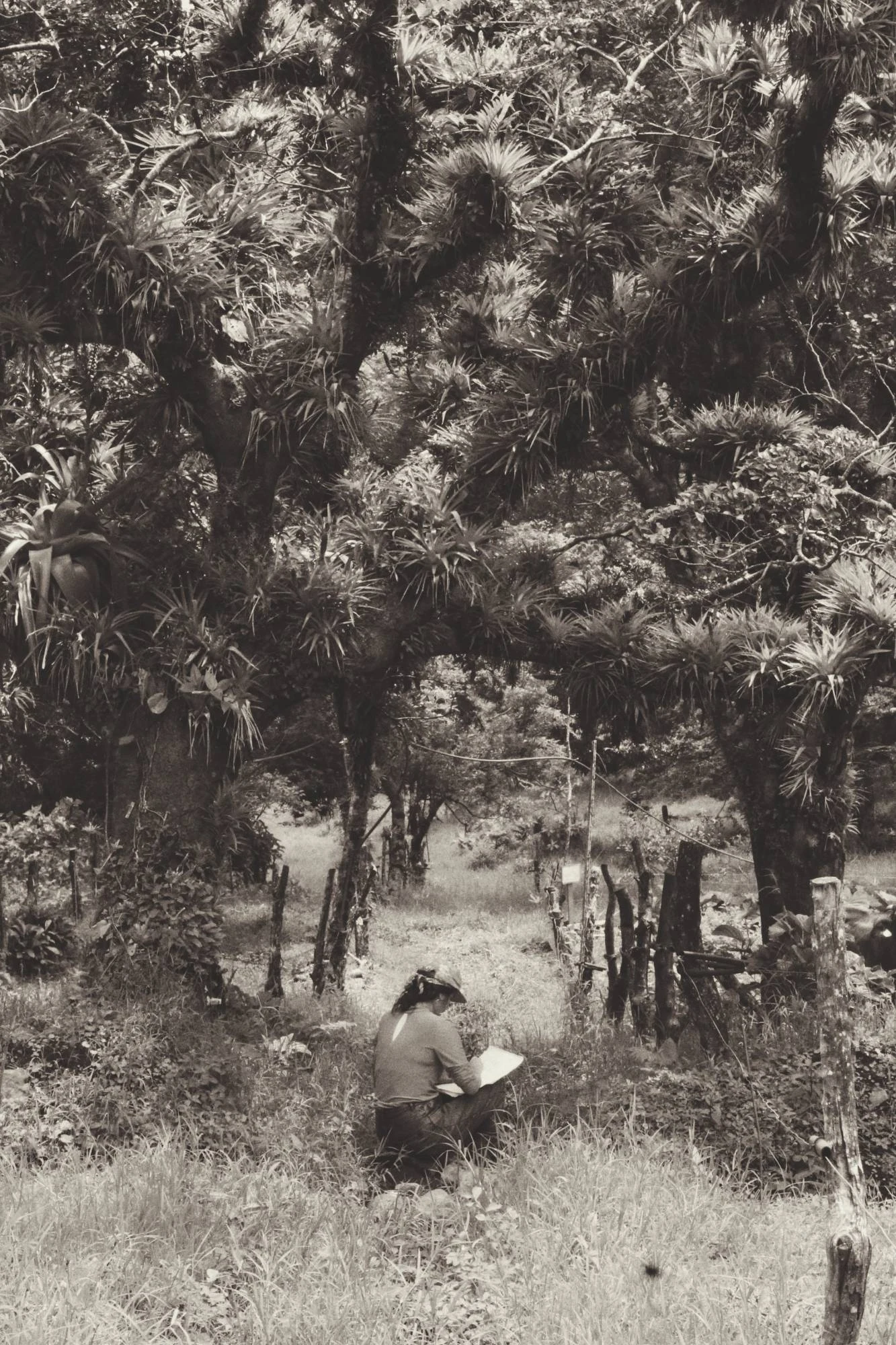 Person sketching under the trees in Monteverde, Costa Rica