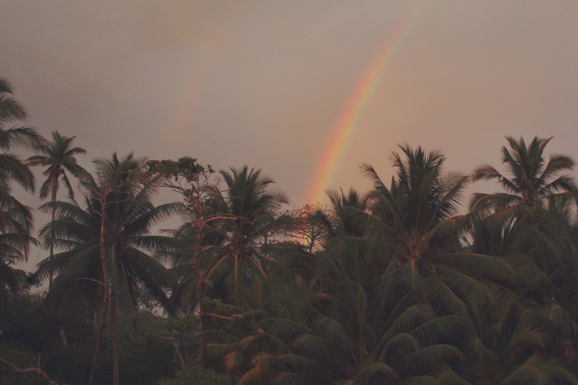 Palm trees at dusk with a rainbow, Costa Rica