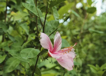 Pink hibiscus flower among green leaves
