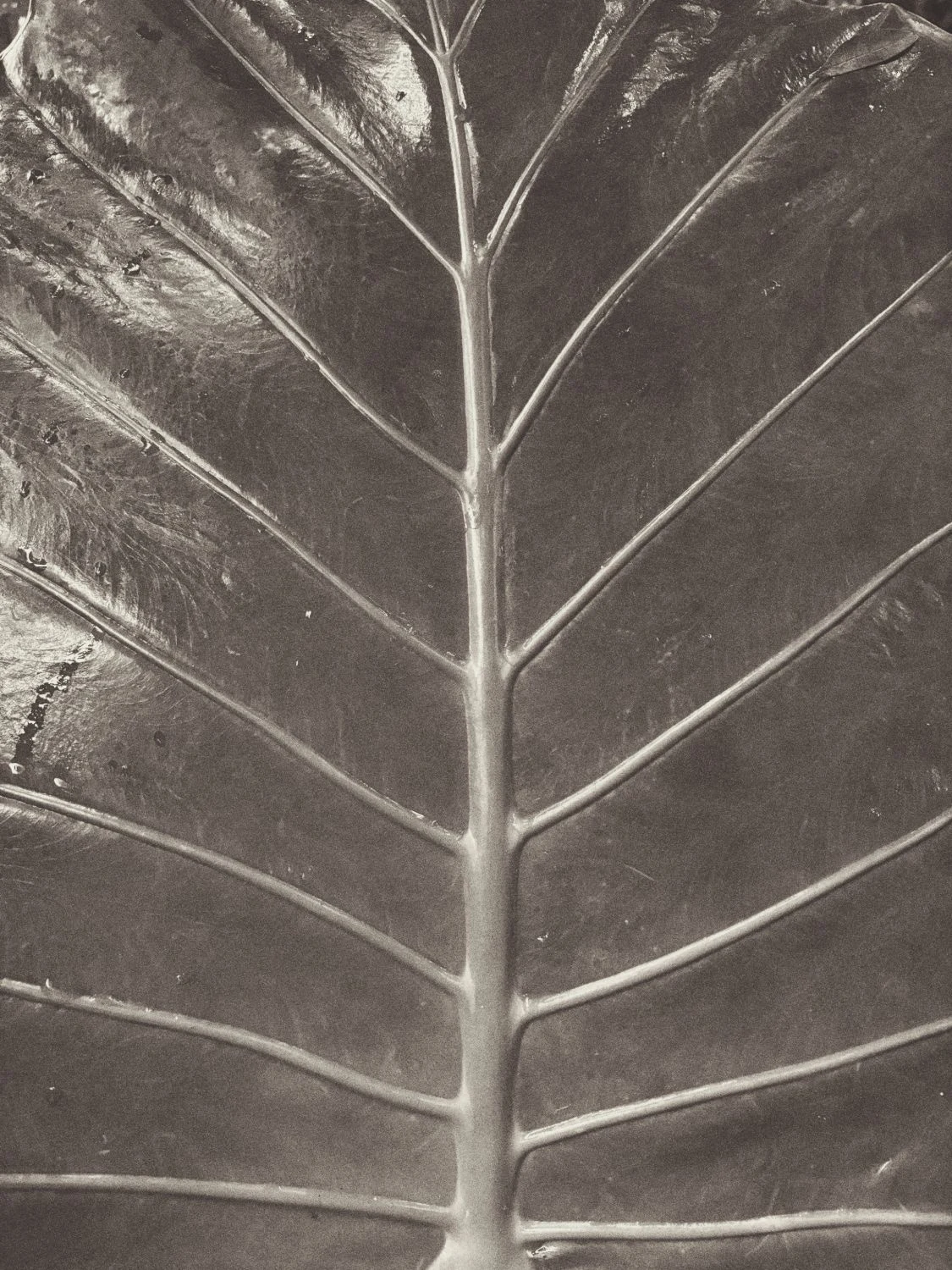 Hoja tropical vista de cerca, en sepia