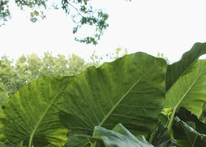 Large leaves of a tropical plant