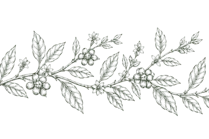 Botanical coffee plant illustration created for Buena Vida