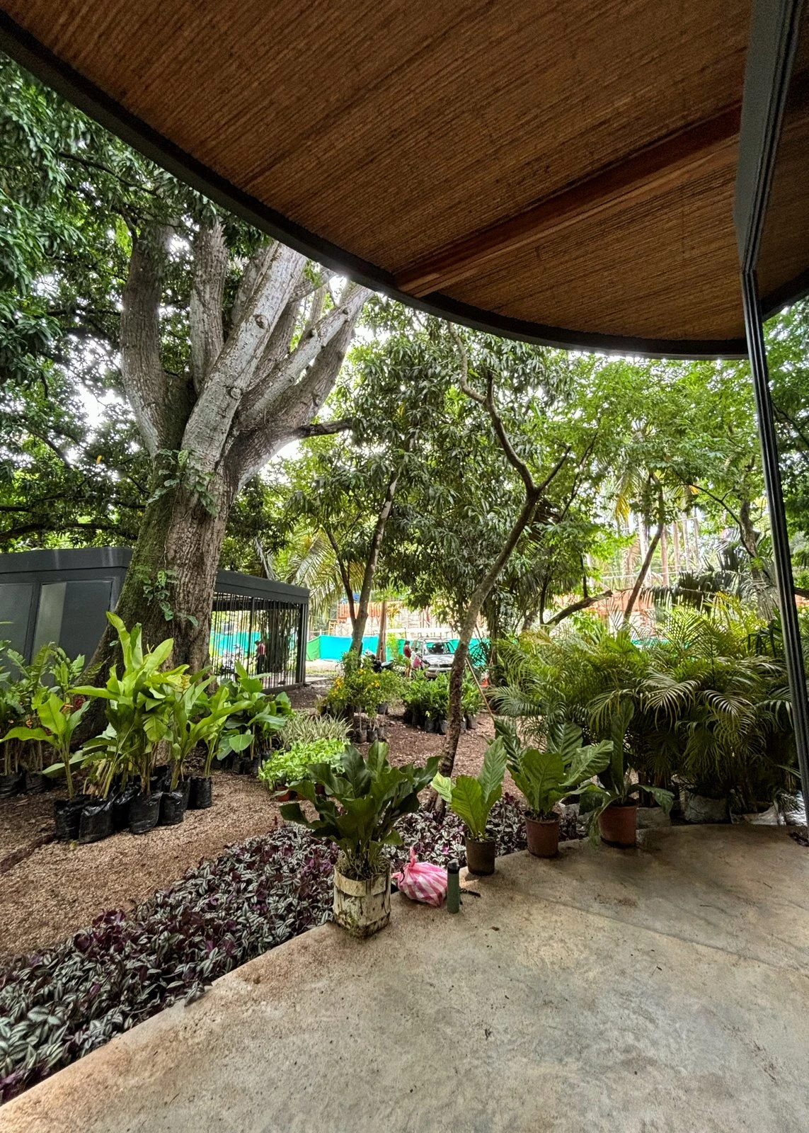 Tropical garden in front of a residence