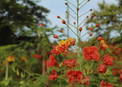 Red flame-tree flowers