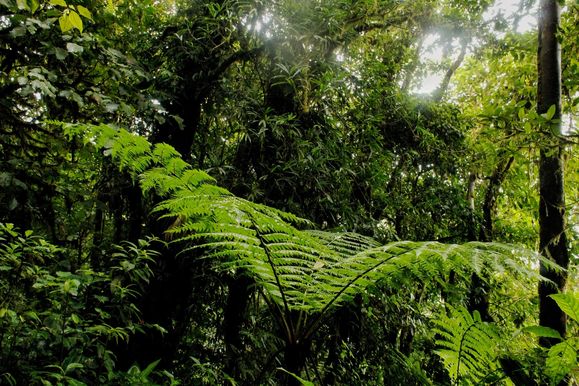 Helechos en el bosque nuboso de Monteverde