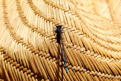 Dragonfly resting on woven natural fiber