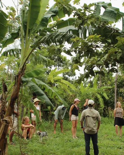 Group walking through a banana grove at Tierramor
