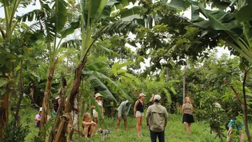 Group walking through a banana grove at Tierramor