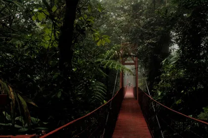 Hanging bridge in the cloud forest
