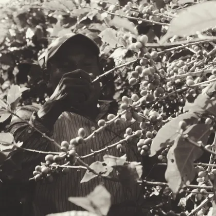 Picker among the coffee branches, in sepia