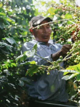 Picker taking green and red cherries