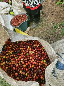 Sack full of freshly harvested coffee cherries