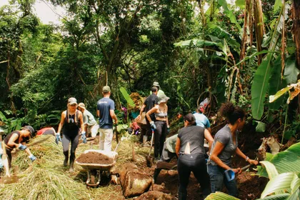 Group working in a garden among banana plants