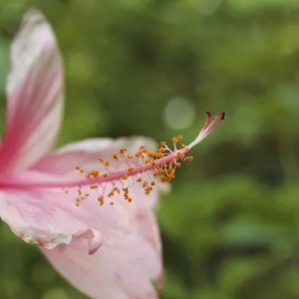 Hibiscus flower at the Tierramor nursery